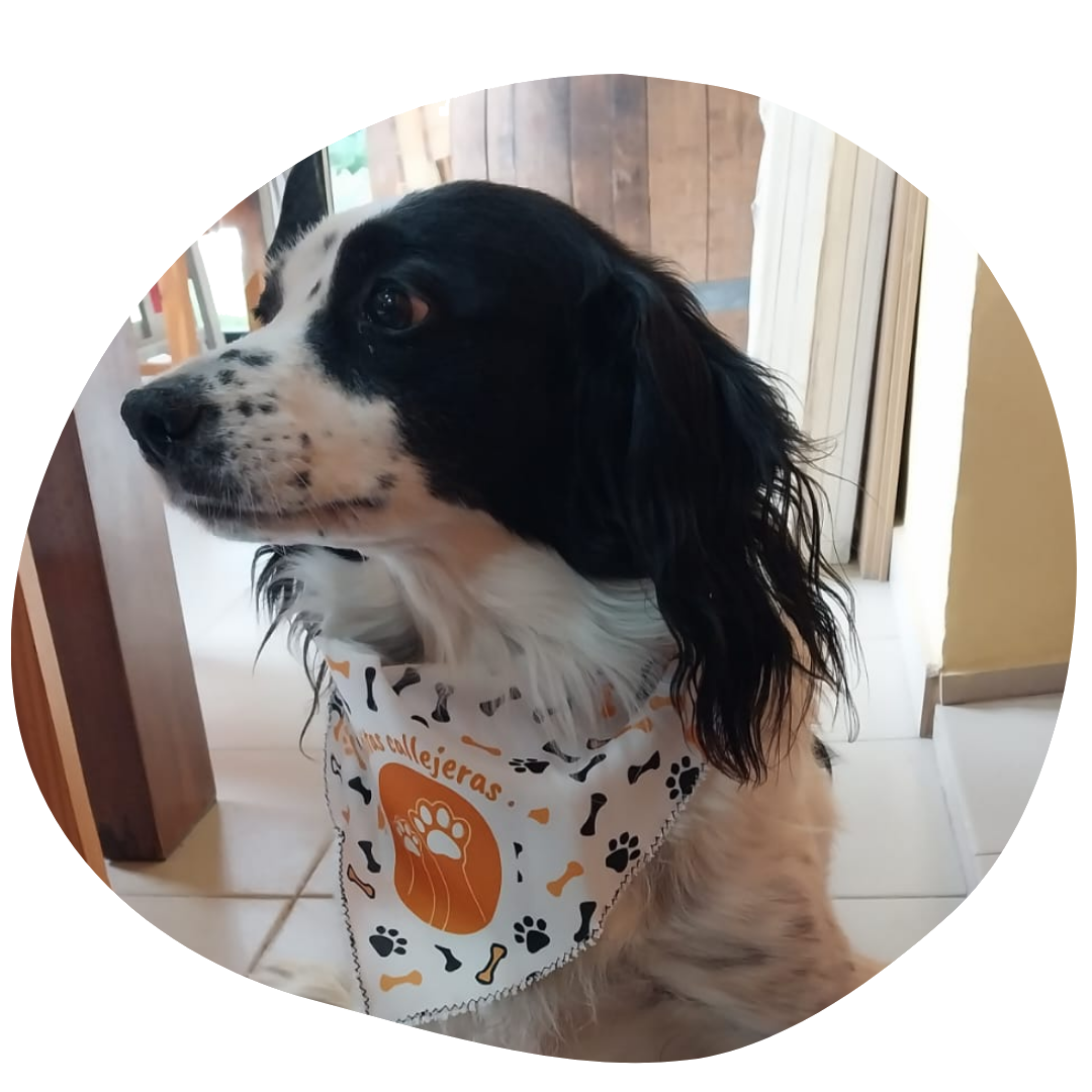 perro callejero