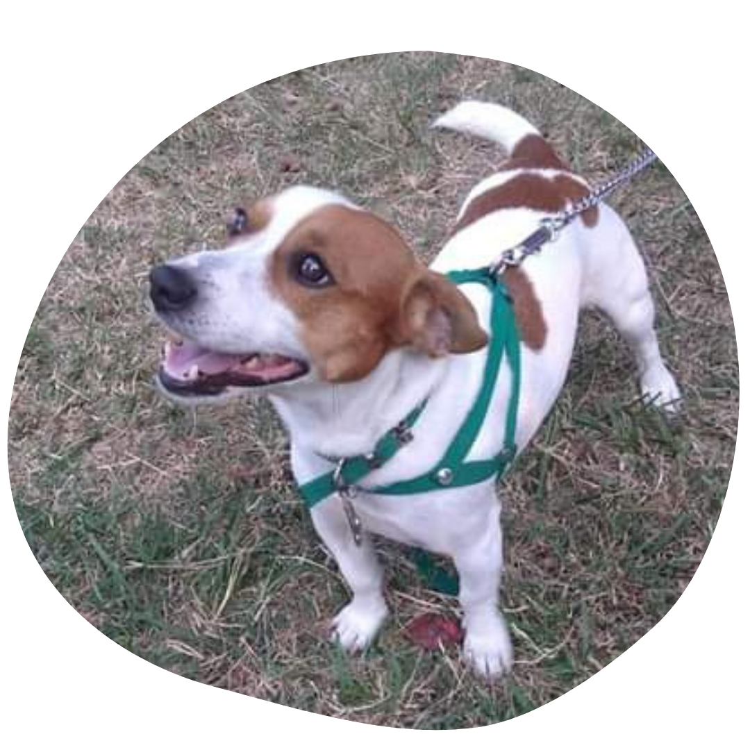 perro callejero