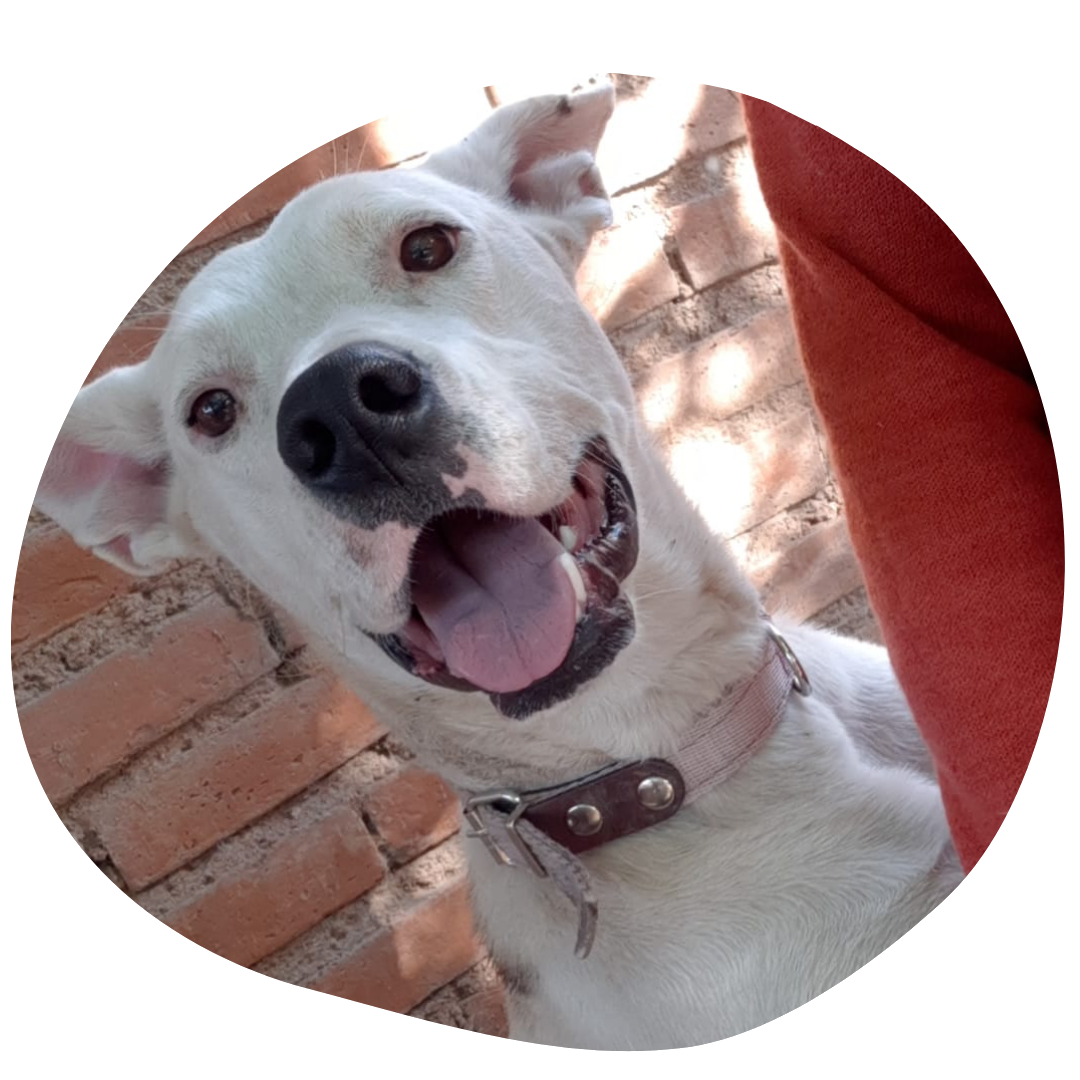 perro callejero