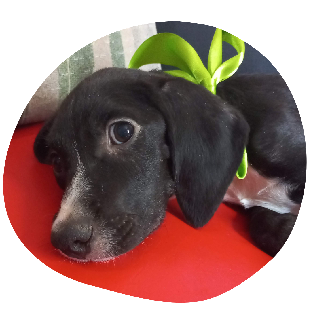 perro callejero