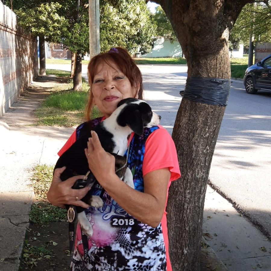 perro adoptado